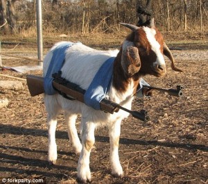 goat_attack_goat