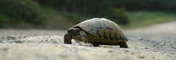 gopher_turtle_on_road