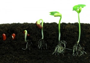 seed_to_plant_growth